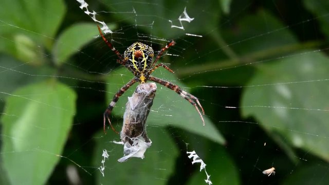 Orb weaver spider trapping animal.