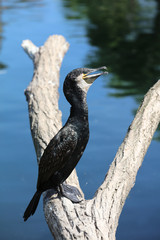 Kormoran - Phalacrocorax carbo