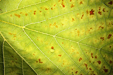 leaf background