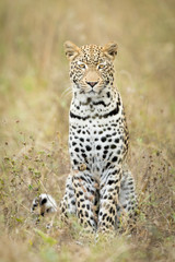 Young male Leopard, Botswana