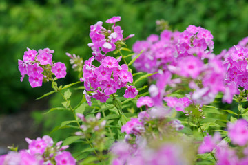 Phlox paniculata / fall phlox / perennial phlox / summer phlox