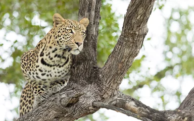 Fotobehang Young male Leopard, Botswana © stuporter