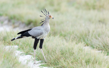Obraz na płótnie Canvas Secretary Bird, Savuti, Botswana