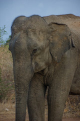 Obraz premium elephant