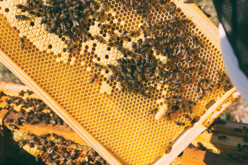 Día de trabajo de un apicultor con sus colmenas de abejas 
