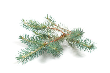 fir branch with green needles on white - isolated