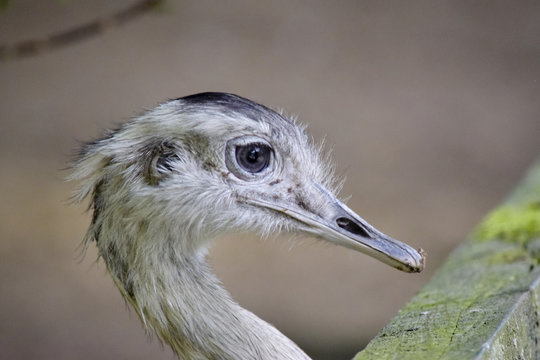 Portrait of an emu with beautiful eyes
