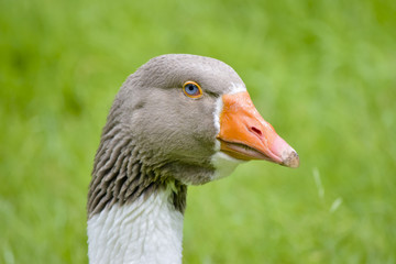 Sublime goose on the meadow