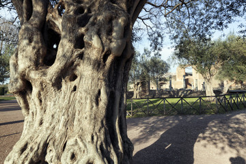 Tivoli, Ulivo secolare a Villa Adriana