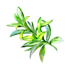 Tropical Hawaii leaves palm tree in a watercolor style isolated.