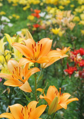 Obraz premium オレンジのユリ_満開