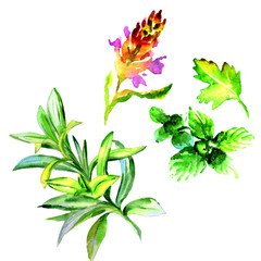 Tropical Hawaii leaves palm tree in a watercolor style isolated.