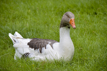 Sublime goose on the meadow