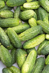 a lot of young cucumbers as background
