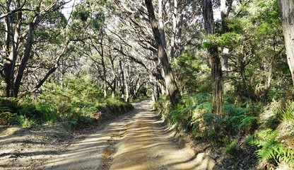 Fototapeta premium Hiking path on the Great Ocean Walk along the Great Ocean Road in Victoria, Australia
