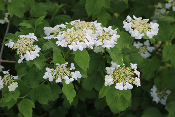 Natur Pflanze Strauch Blüte weiß02