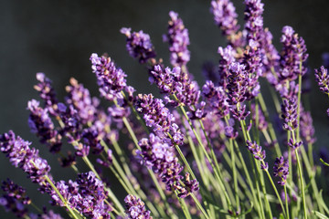 Garden with the flourishing lavender