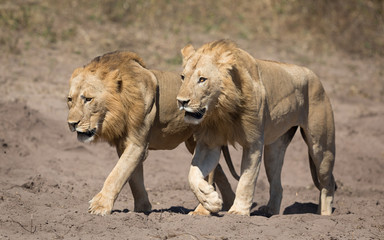 Deux Lions mâles, Botswana