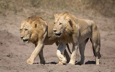 Crédence de cuisine en verre imprimé Lion Deux Lions mâles, Botswana