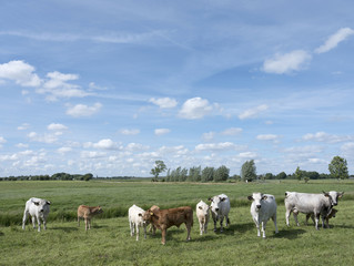 Fototapeta premium gasconne cows and calves in green meadow near amsterdam in holland