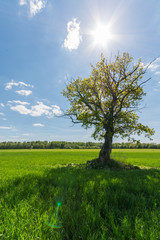 Obraz premium Green lonely tree in the middle of the green field. Nature landscape.