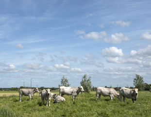Obraz premium gasconne cows in green meadow near amsterdam in holland