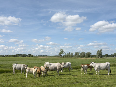 gasconne cows and calves in green meadow near amsterdam in holland