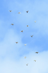 White and black pigeons flying in the blue sky, sunny day in Moldova