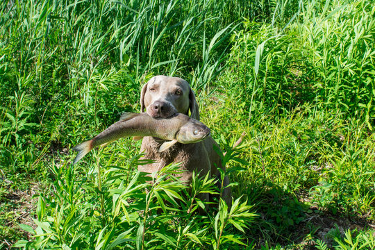 Jagdhund apportiert Fisch