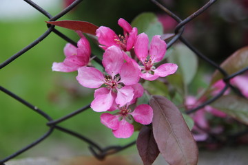 kwiat różowy siatka wola © Anna