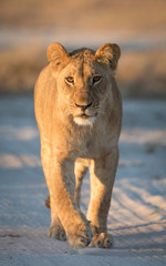 Lioness, Savuti, Botswana