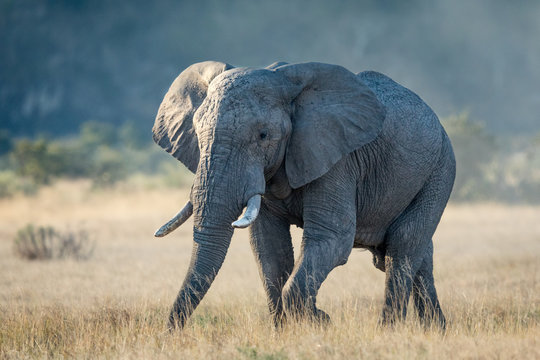 Fototapeta African Bull Elephant in Savuti, Botswana