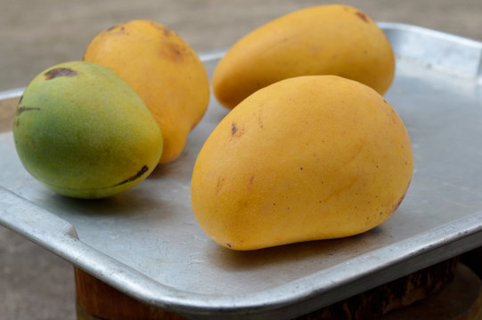 ripe mangoes in aluminum tray