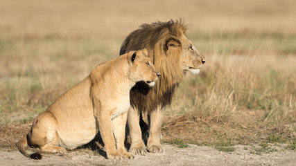 Fototapeta premium Male & Female Lion, Botswana