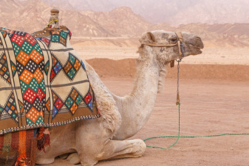 Close up de chameau dans les montagnes du Sinaï