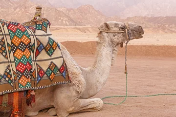 Crédence de cuisine en verre imprimé Chameau Close up de chameau dans les montagnes du Sinaï