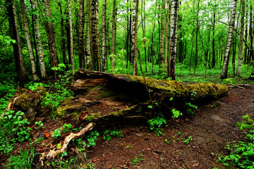 Fallen tree trunk in the forest