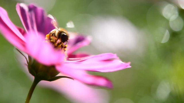 Close up of bee on the pink cosmos flower.