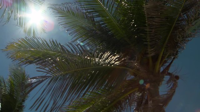 Sonne durch Palmenblätter