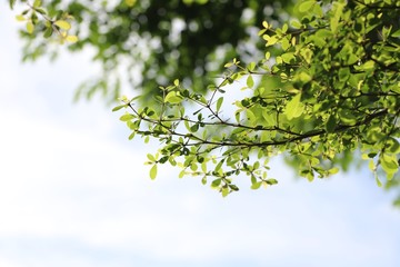 Green leaves on sky background