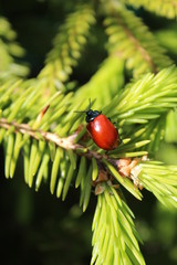 Red bug on a green background