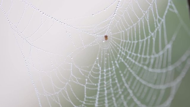 Spider web with droplets on natural green background