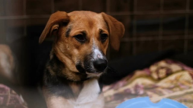 Close-up shot of muzzle of cute mongrel dog living in an enclosure of animal shelter. HD