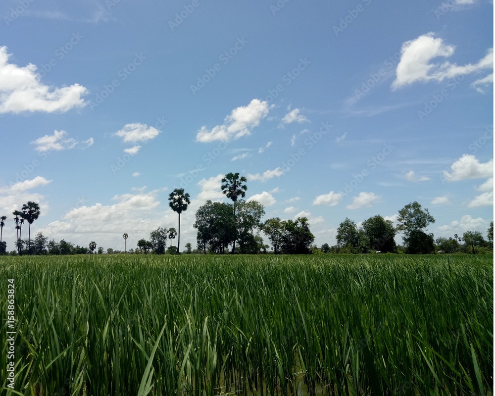 Wall mural green rice plants growing under blue sky