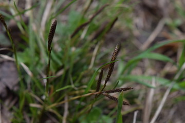 Sedge with brown buds and green leaves on Siberian swamp background in spring