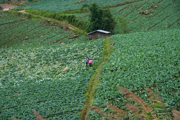 Landscape view farmers harvesting in cabbage farm
