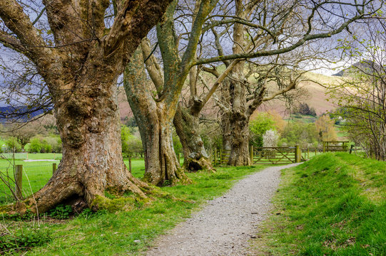 Footpath in the Lake District