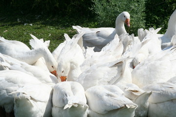 Obraz premium Geese on the farm