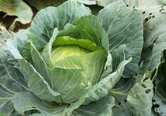 Close up fresh of big cabbage in garden

