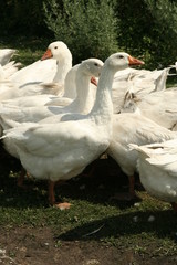 Geese on the farm